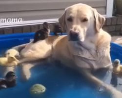 Labrador Lounges in Pool and Provides an Island for Baby Ducks. So Cute!
