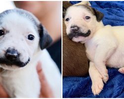 Rescue Puppy Born With A Charming Mustache Is Seeking A Loving Forever Home