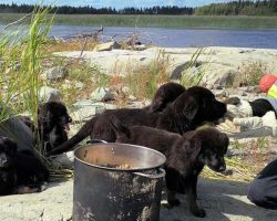 Seven Newfoundland Puppies Found Living Alone On Desolate Island