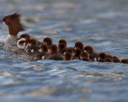 Photographer Captures Amazing Image Of Mama Duck with 76 Ducklings