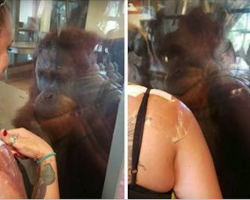 Orangutan Meets Burn Victim At Zoo – His Reaction To Seeing Her Has Stunned The Internet