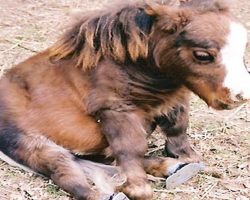 Mini Horse Named Thumbelina Is Stealing Hearts Everywhere She Goes