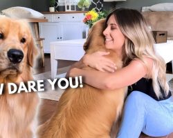 What Happens When You’re Hugging Another Dog Too Long? Jealous Dog’s Reaction Is PRICELESS!