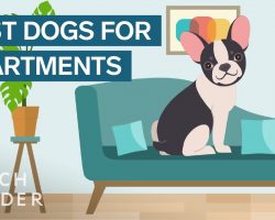 Best Dog Breeds For Apartment Living