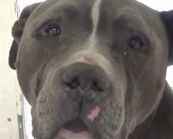 Abandoned Dog Cries At The Shelter Waiting For His New Mom