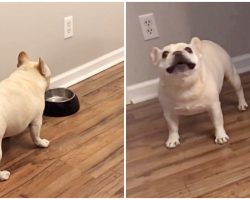 Angry French Bulldog on Diet Throws Tantrums for Not Getting Food