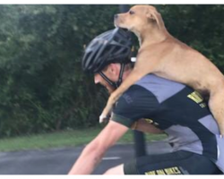 Injured Stray Puppy Hitches Ride Into Town On Passing Cyclist’s Back