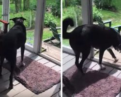 Dog Gently Catches And Releases Bird Trapped On The Porch