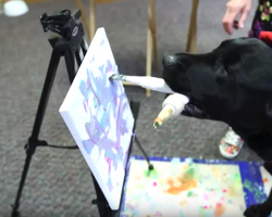 Dog That Failed Service Training Makes $1,000s With Artwork