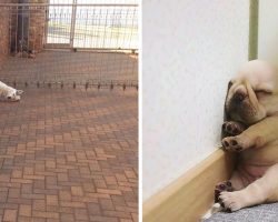 20 Dogs Sleeping In Awkward Positions