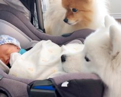 Dogs Meet Their Human Baby Sister For The Very First Time