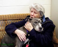 Elderly Nuns Adopt Aging Pit Bull. I’m In Tears…