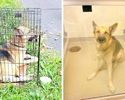 Dog Found Abandoned In Crate In Scorching Hot Sun Left To Die Without Food Or Water