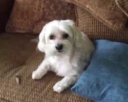 This Dog Looks Kind Of Guilty. But Wait Til You Find Out What Actually Happened. I Couldn’t Stop Laughing!