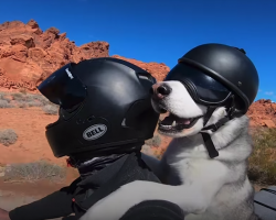 Dog Rides A Motorcycle With His Dad Through All 50 States