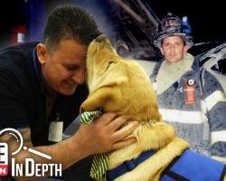 How 9/11 Firefighter Met His Service Dog