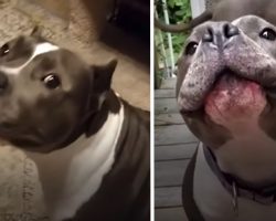 Chatty Dog Has Hilarious Nonstop Conversations With Her Mom After Being Rescued