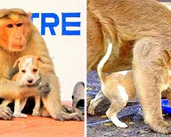 Monkey Adopts Stray Puppy And Protects It From Danger