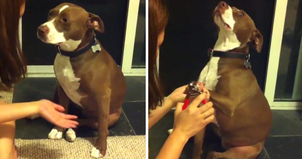 Dog 'Faints' When Owner Tries To Clip Their Nails
