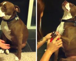 Dog ‘Faints’ When Owner Tries To Clip Their Nails