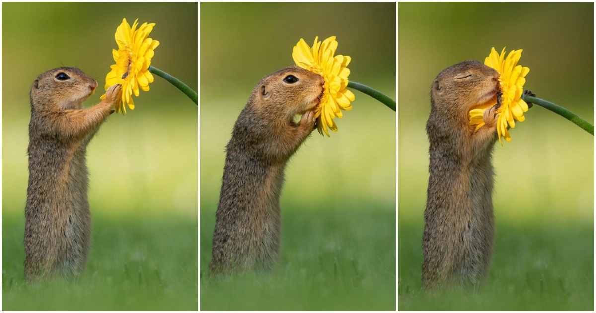 Rig mand Nedsænkning Umoderne Photographer Captures Squirrel Smelling Flowers In Adorable Pics