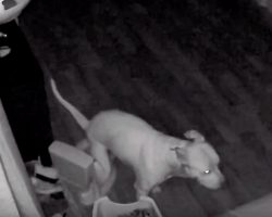 Security Camera Footage Reveals Dog Using Training Potty In Middle Of Night