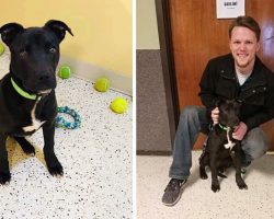 Puppy Wakes Up After Euthanasia For A Second Chance At Life