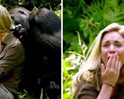 6-Years After Raising Wild Gorilla, He Introduced His Wife & Despite “Warnings”, She Got Too Close