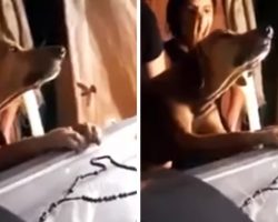 Dog Clings To Dead Owner’s Coffin And Refuses To Leave His Side