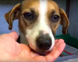 Dog About To Be Put Down Wagged Her Tail So Hard That Vet Put The Syringe Down