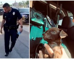 “Pint-Sized” Pup Joins The Police Department After 2 Officers Saved Him While On Patrol