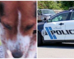 Pet Beagle Found Skinned Alive While Her Owner Is Out Of Town