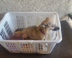 Couple Sees Dog In Need & Grabs A Laundry Basket On Their Way Out Of The House