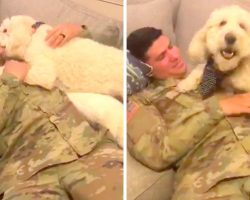 Dog Senses Soldier Dad’s Return Without Seeing Him, Goes Berserk And Smothers Him