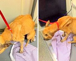 Dog Kept Begging For Food But Evil Owner Starved Her For Months, Tossed Her Out