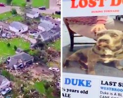 Family Looks For Dog Missing For 4 Months, Was Lost During Devastating Tornado