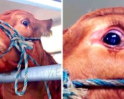 Cow Sheds Tears As Owners Plan To Send Her To Slaughterhouse After Exploiting Her