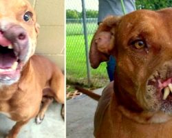 Family Dumped Their ‘Ugly’ Dog And Doctors Transformed Him With Life-Altering Surgery