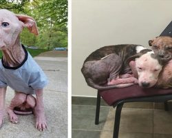 Forgotten Pit-Bull Brothers Comforted Each Other While Waiting For Someone To Care