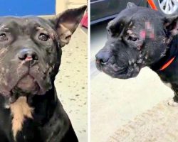 Dog-Fighting Bait Dog Dumped Near Expressway, Her Body Covered In Bite Wounds
