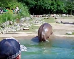 Hippo “Unexpectedly” Lets Out A Massive Fart In Front Of Zoo-Goers