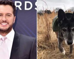 18-Year-Old Dog Left At Pound, Until Country Star Luke Bryan Adopts Him