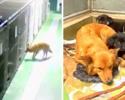Motherly Dog Hears Foster Puppies Cry, Breaks Out Of Her Kennel To Comfort Them