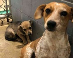 Mama Dog Hid Her Baby To Protect Him From The Scary Kill Shelter