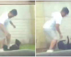Man Caught Punching And Kicking Dog Before Body-Slamming Him To The Ground
