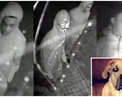 Men Broke Into Home, Stabbed Dog To Death And Owners Need Help Identifying These Suspects