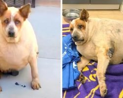 Morbidly Obese Dog Abandoned Near Field, He Is Forlorn, Sick And Has Nowhere To Go