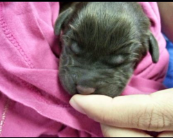 Owner Was Set On Putting Newborn Puppy Down But Vet Tech Wouldn’t Allow It