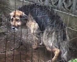 Owners Chained Dog In The Mud For A Decade And Then Got Offered $50 To Put Her Down