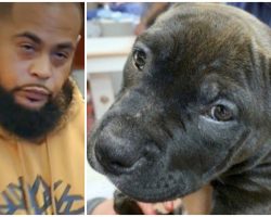 Man Cropped Puppies’ Ears With Scissors And No Anesthetic To Save Breeder Money